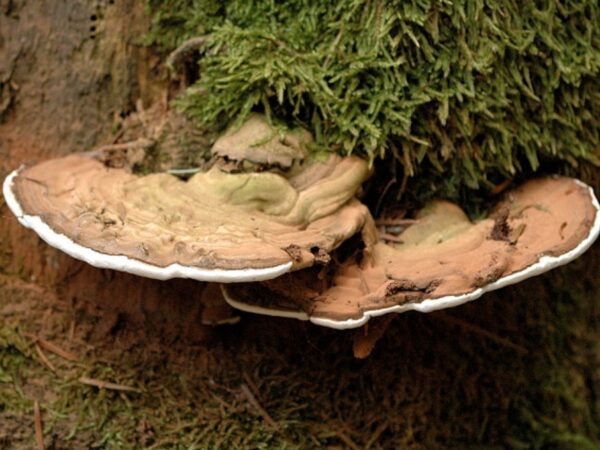 Tintura Madre ⚚ Ganoderma - Image 3